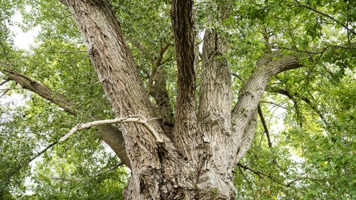 A black poplar with bright green canopy viewed from its base